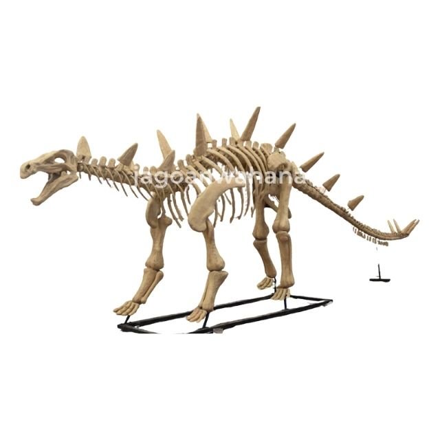 Stegosaurus Fossil
