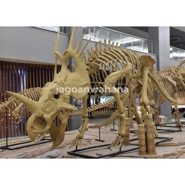 Styracosaurus Fossil