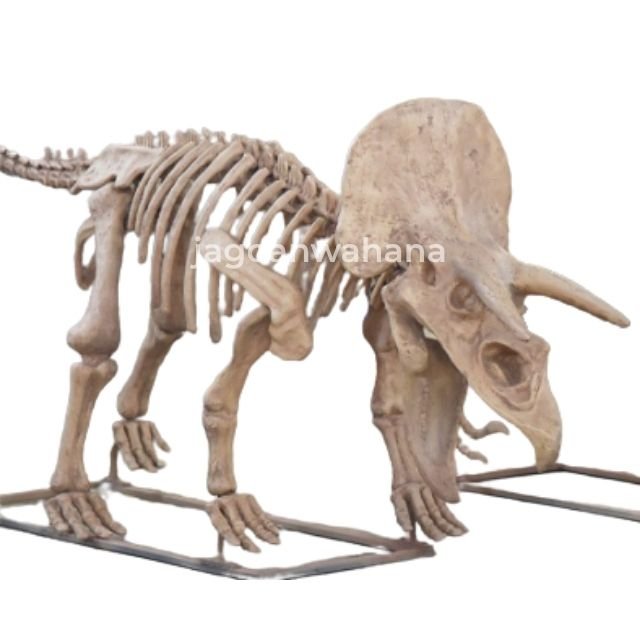 Triceratops Fossil
